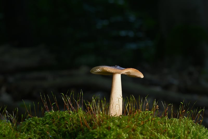 Enigmatic Forest